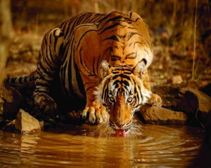 India records decade high tiger deaths