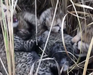 Two more cheetah cubs die at Kuno Park in MP