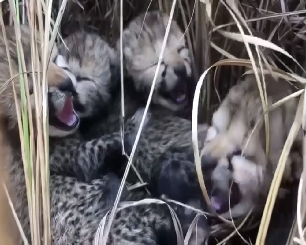 6 cubs born to cheetah Gamini at Kuno park, not 5: Union minister Bhupender Yadav