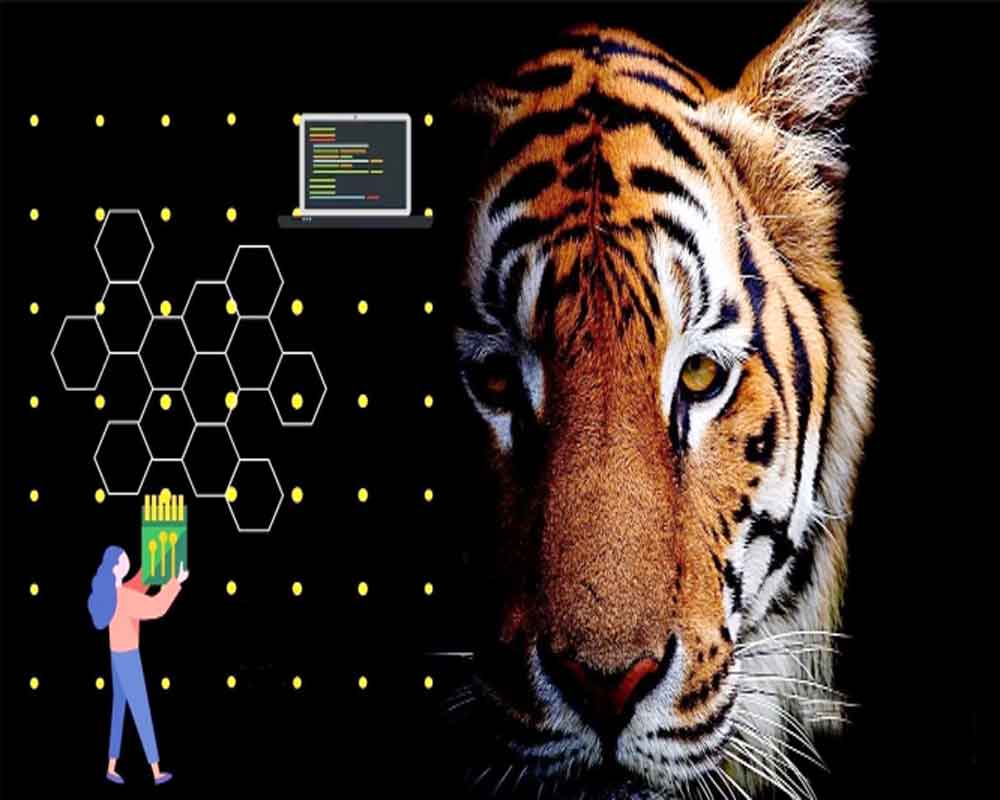 AI tools boost wildlife conservation efforts