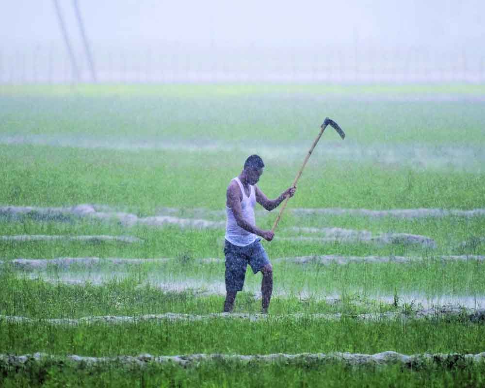 Boost for Indian agriculture as IMD predicts above normal monsoon