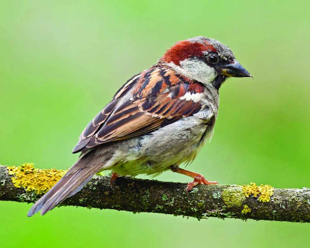 Chirping for change: Tiny guardians of urban ecosystems