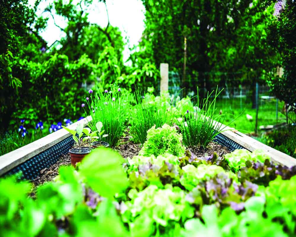 Cultivating sustainability through urban farming