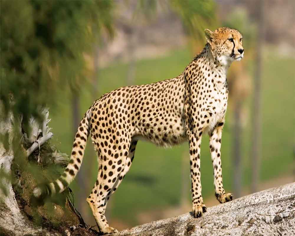 India considered sourcing cheetahs from Somalia, Tanzania, Sudan after biorhythm challenges