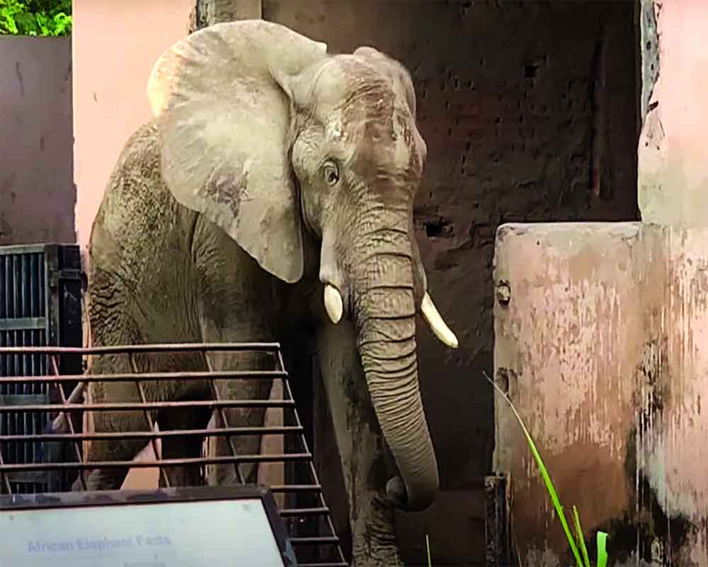 Jumbo Shankar in Delhi Zoo ready for mate from Dubai