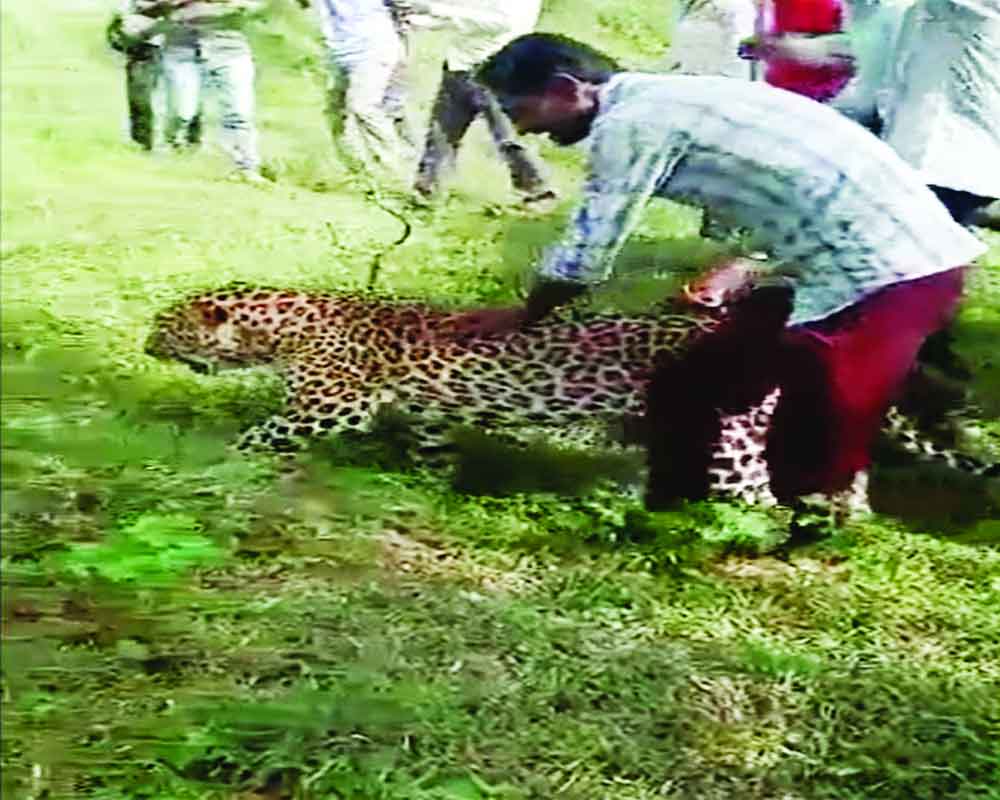 Leopards battling human threats in India