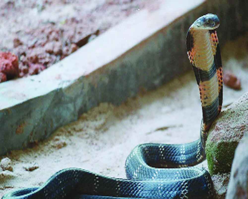 Medical hope for snake bites