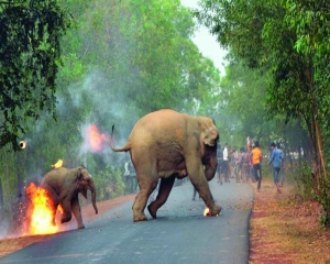 Human-elephant conflict: The way out