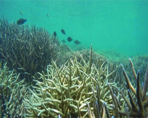 Marine heatwave scorches pristine coral reefs of Lakshadweep
