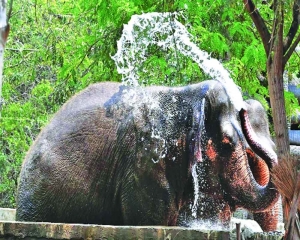 Measures mooted to help zoo animals beat heatwave