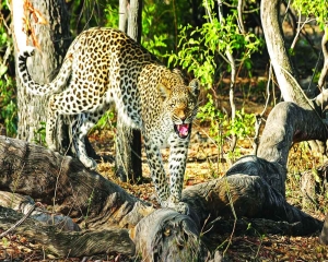 The enigmatic world of leopards