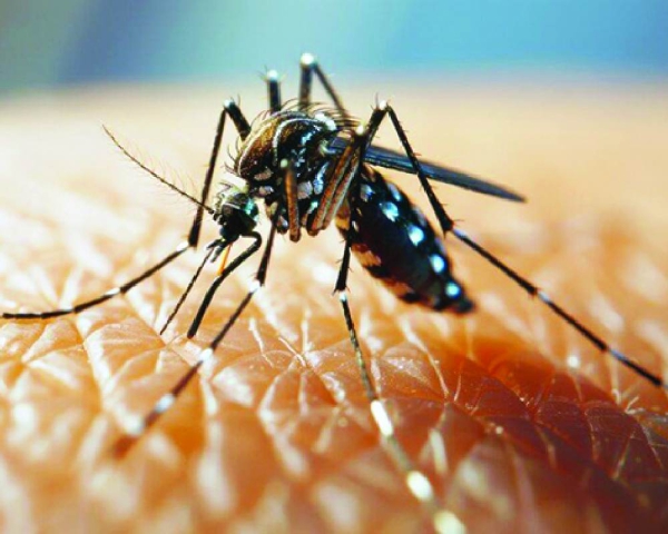 MCD data shows dengue cases declined sharply this year