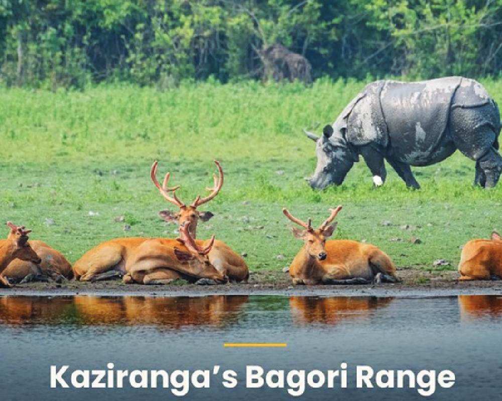 Bagori range of Kaziranga National Park reopens