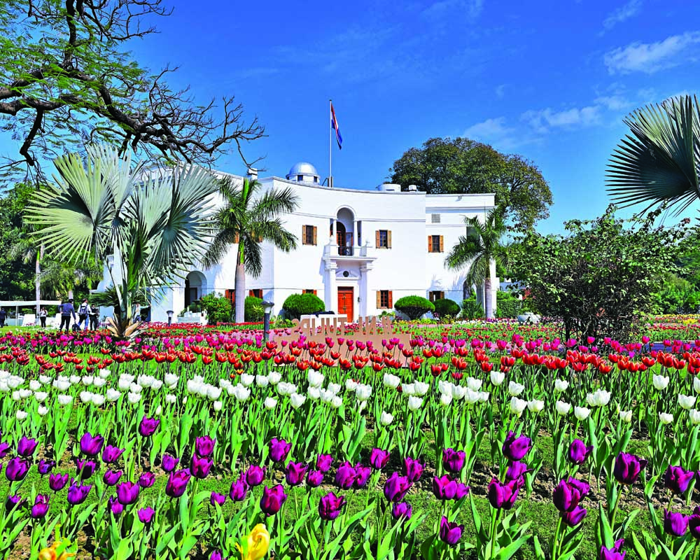 Beneath A Sky of Blooms