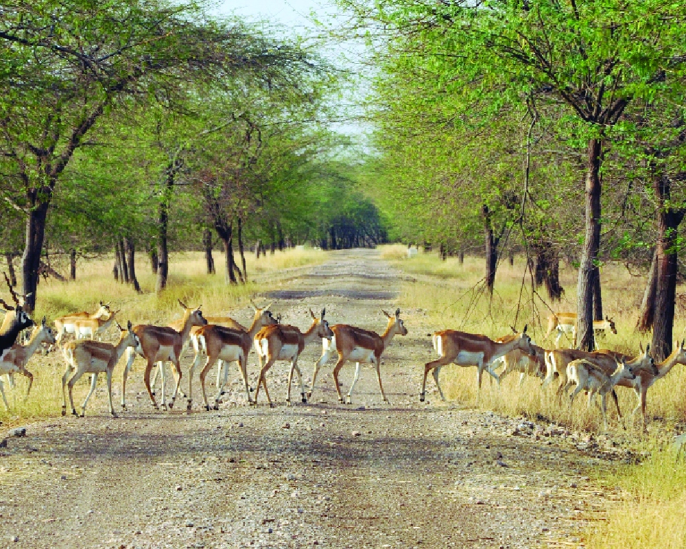 Blackbucks released in Gandhi Sagar Sanctuary to support Cheetah revival
