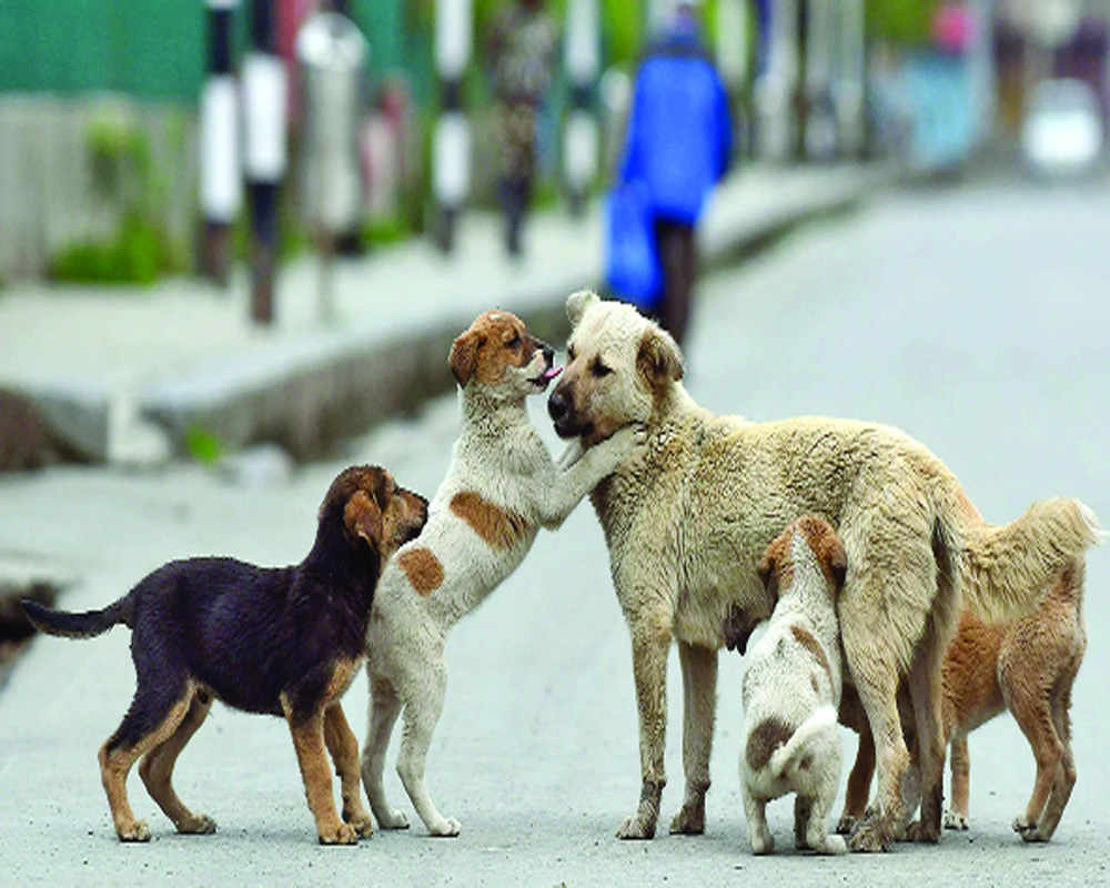 Delhiâ€™s stray cows and dogs