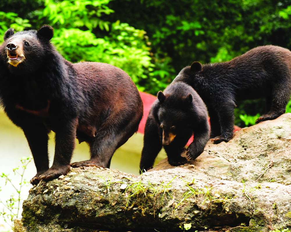 Fear on the slopes of Uttarakhand