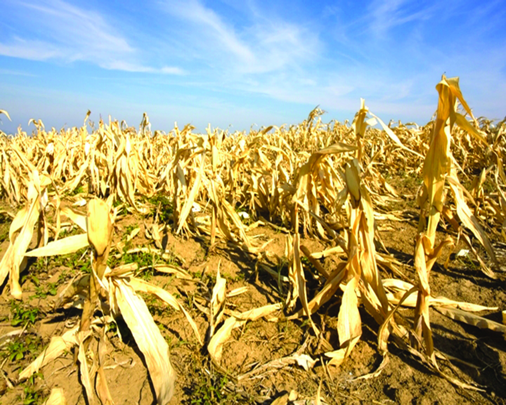 Feeding the future: Building climate-resilient food systems