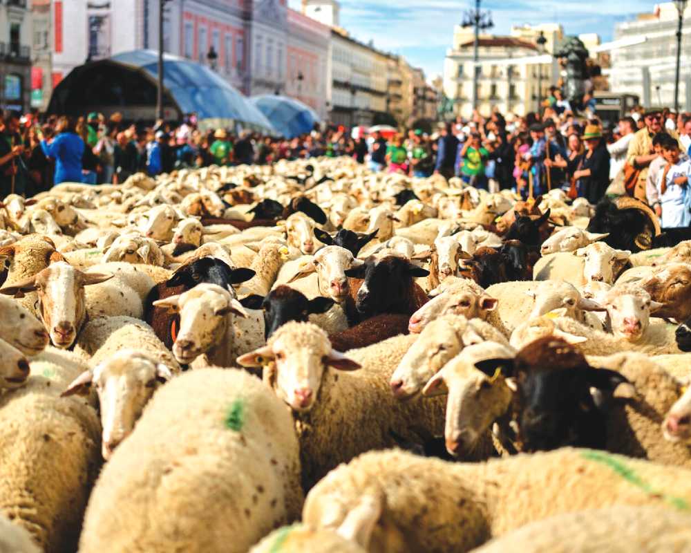 Hundreds of sheep head through German city