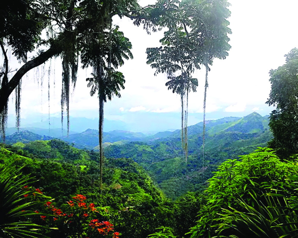 Indiaâ€™s forests: Gains, gaps and the way forward