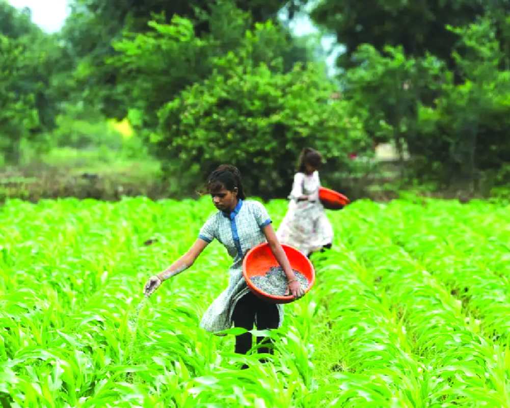 India turns to Belgium, Egypt, others for specialty fertilisers