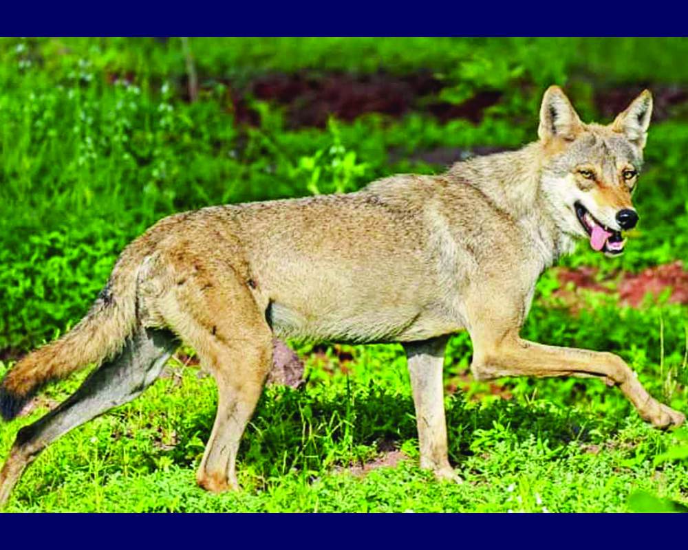 Infant abducted by wolf in Kaiserganj; search underway
