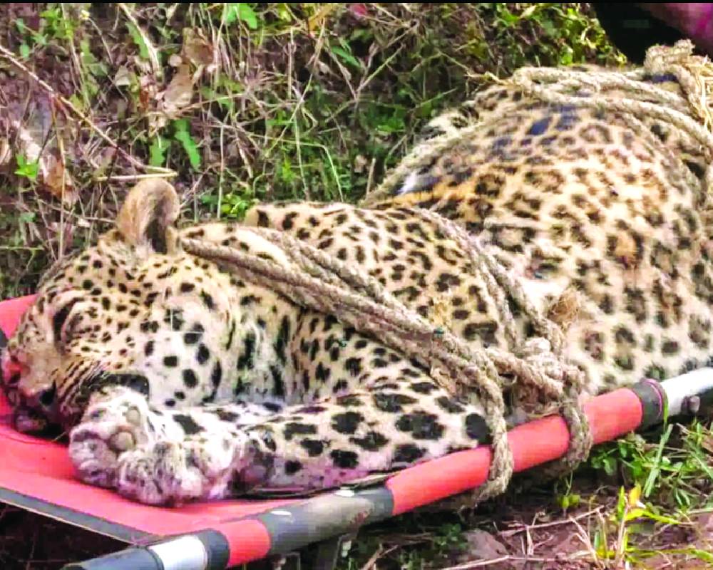 Man-eater leopard shot dead in Pune district