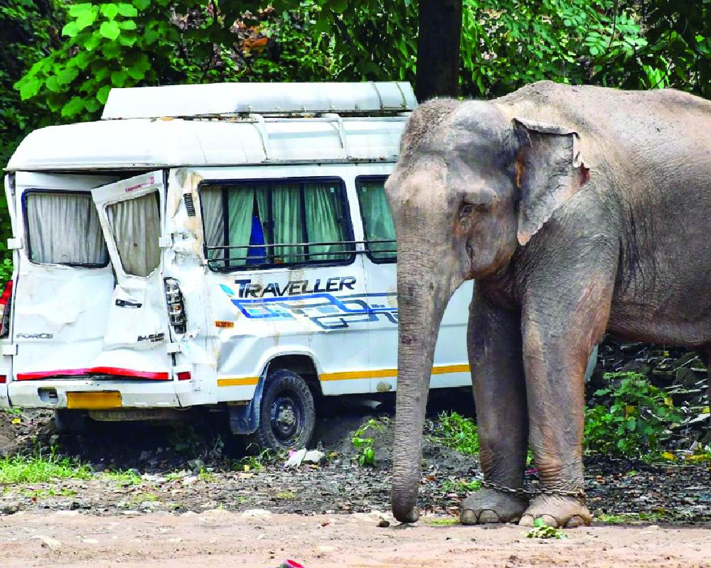 Man killed in elephant attack in Chhattisgarh
