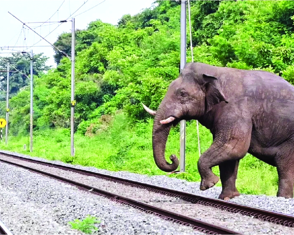Railway’s swift action ensures safe crossing for 22 elephants