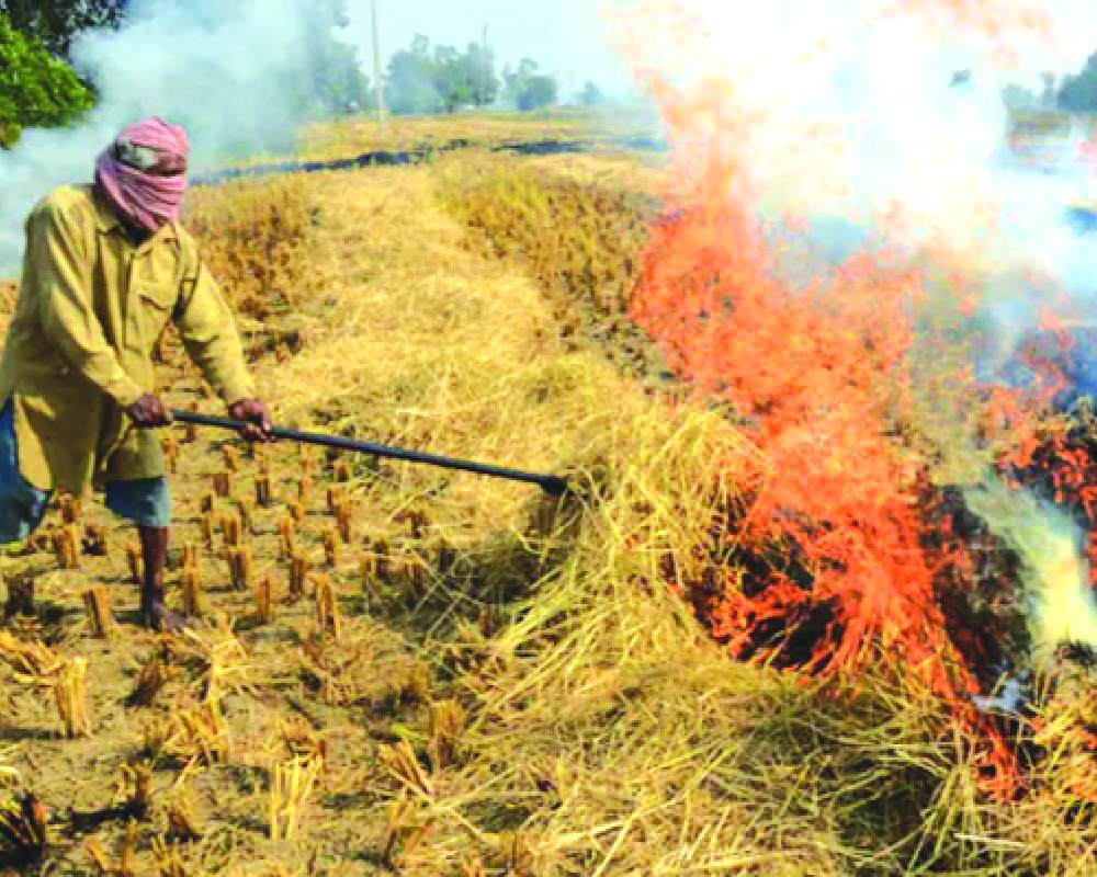 SC given update on stubble burning in Punjab, Haryana