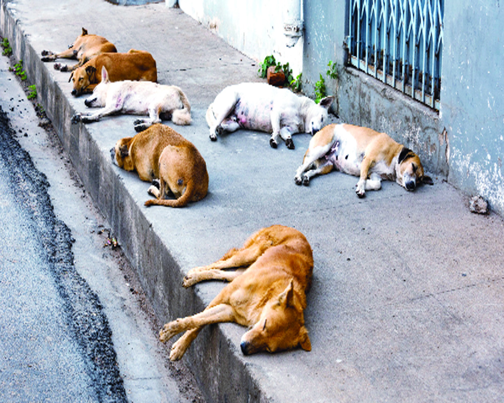 Shelters Are Not The Answer