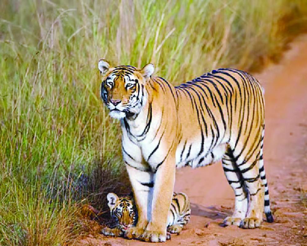 Tiger kills man in village of Mysuru district