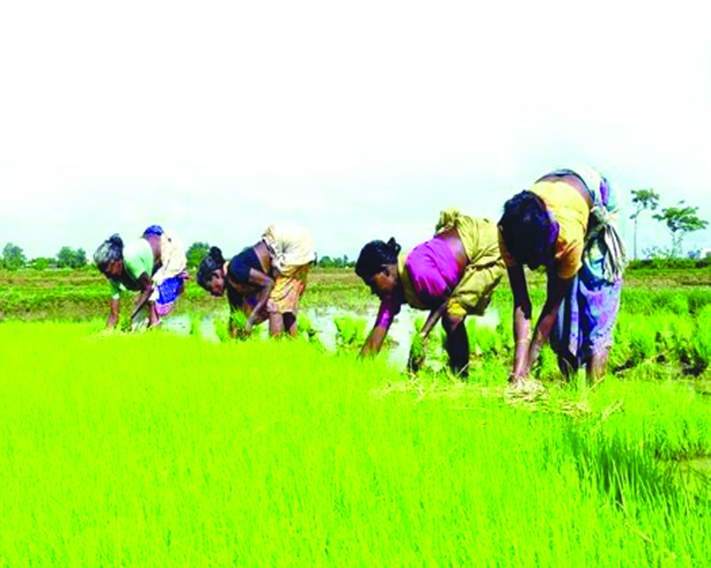 Union budget 2025: Transforming agriculture for a sustainable and inclusive future
