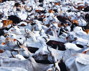 A moo from US, boo from India