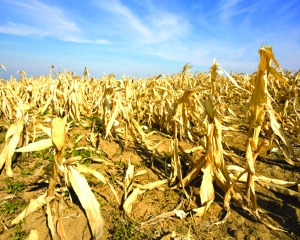 Feeding the future: Building climate-resilient food systems