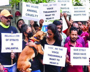 Humane birth control the only solution