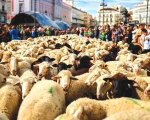 Hundreds of sheep head through German city