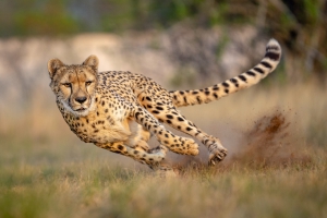 India to get cheetahs from Botswana
