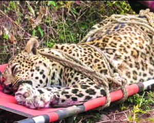 Man-eater leopard shot dead in Pune district