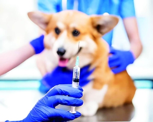MP expands dog vaccination to protect tigers