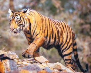MP sees alarming jump in tiger deaths
