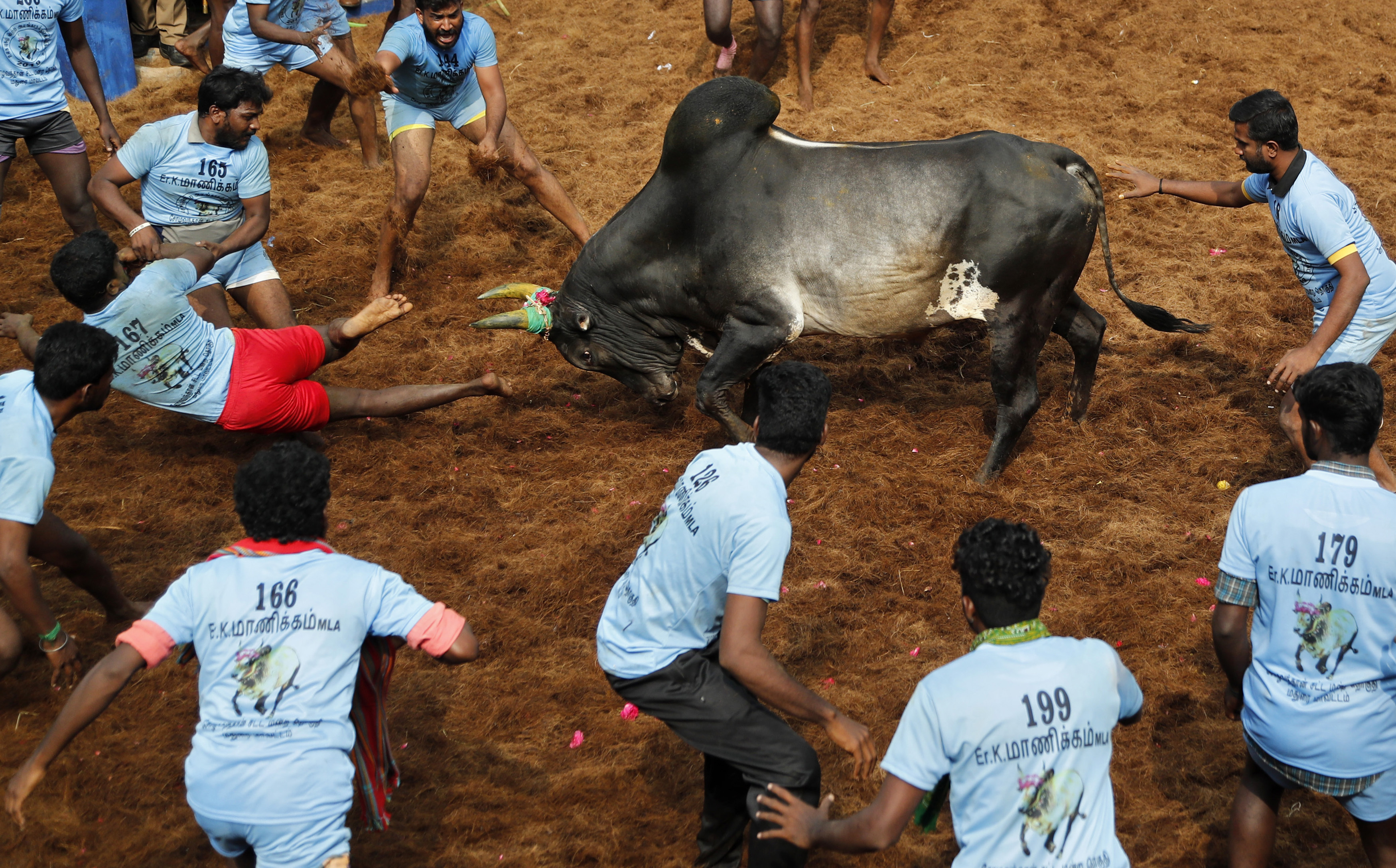 Bull charges towards tamers during a traditional bull-taming festival called Jallikattu, in the village of Allanganallur, near Madurai, Tamil Nadu state, India - AP