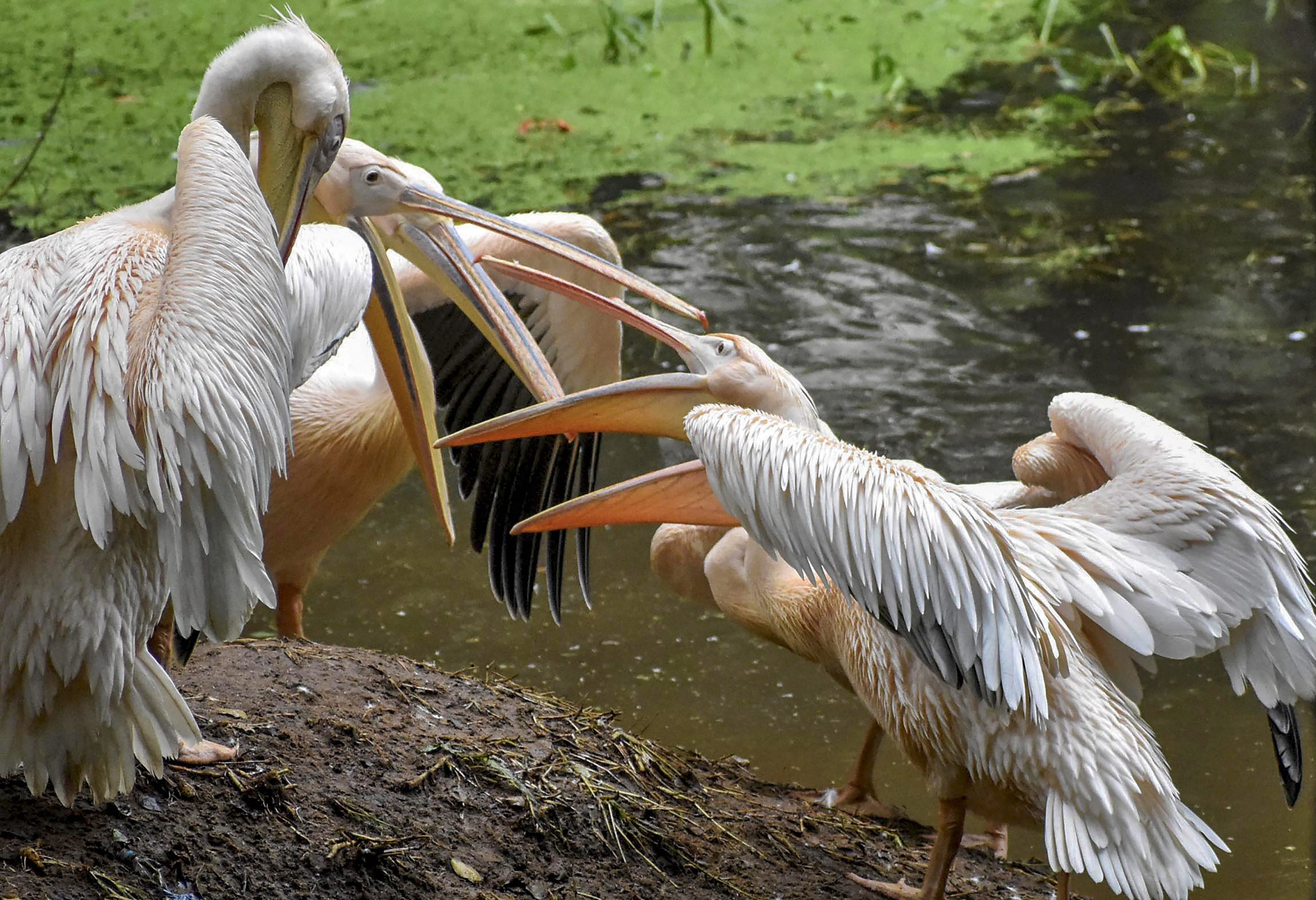 A flock of Rosy Pelican near a pond inside Assam State Zoo cum Botanical Garden, in Guwahati - PTI