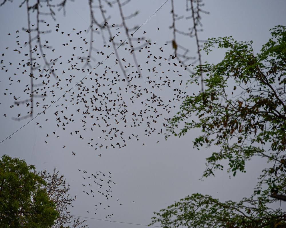 A flock of birds in the skies of Ahmedabad