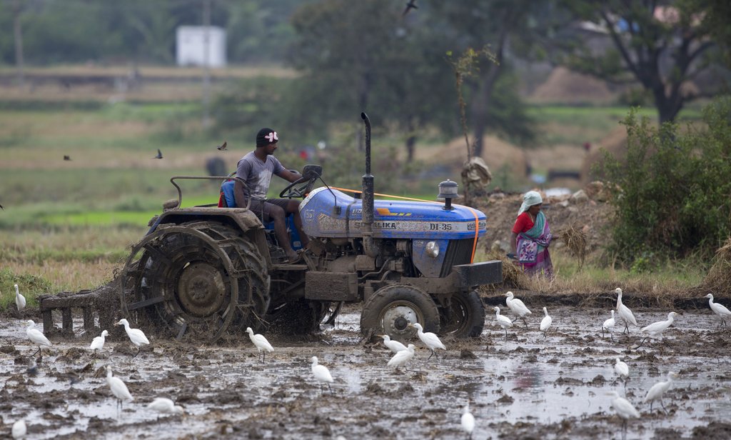 An Indian farmer ploughs a rice field for planting paddy saplings in the outskirts of Hyderabad - AP