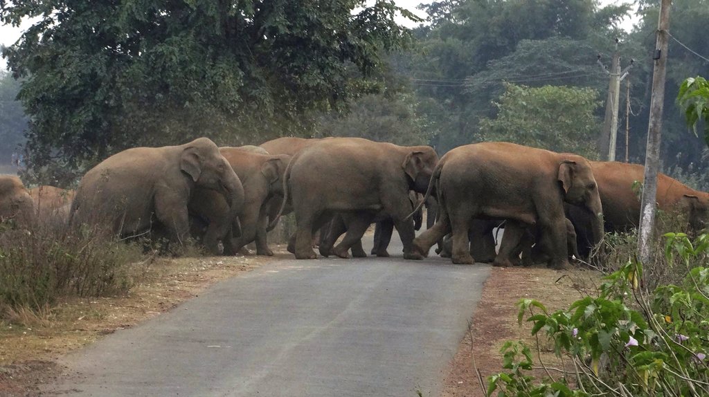 An elephant herd of Dalma sanctuary of Jharkhand being driven out from Gopalpur forest of Nilgiri forest range in Balasore district under 'Operation Gajanan 2'. - PTI