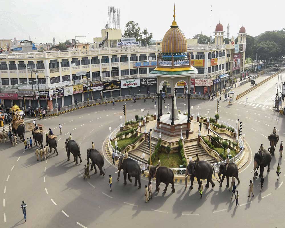 Dasara elephants are seen during a practice parade in Mysore city - PTI