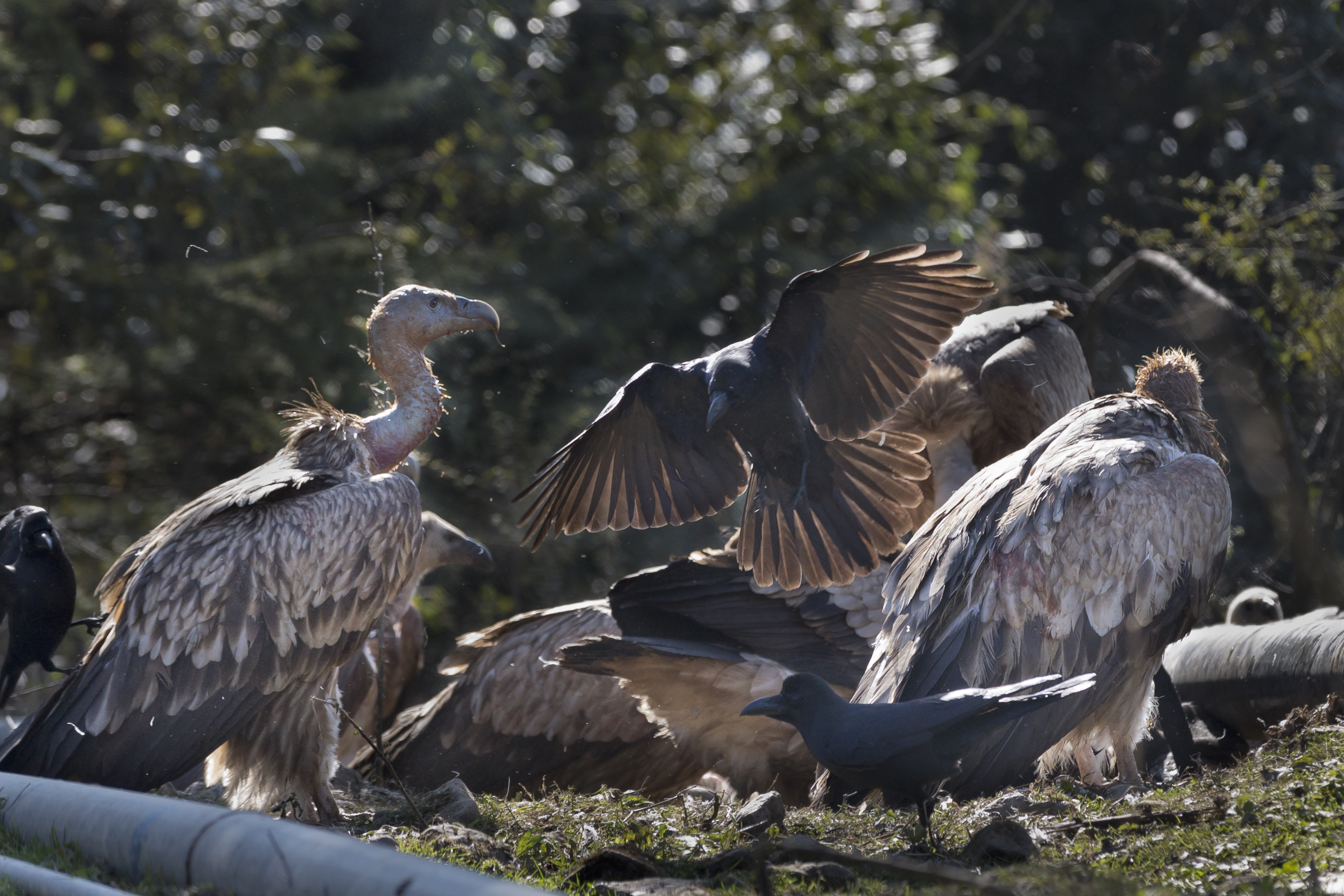 A crow lands among a group of Himalayan Griffon vultures feeding on a carcass in Dharmsala - AP