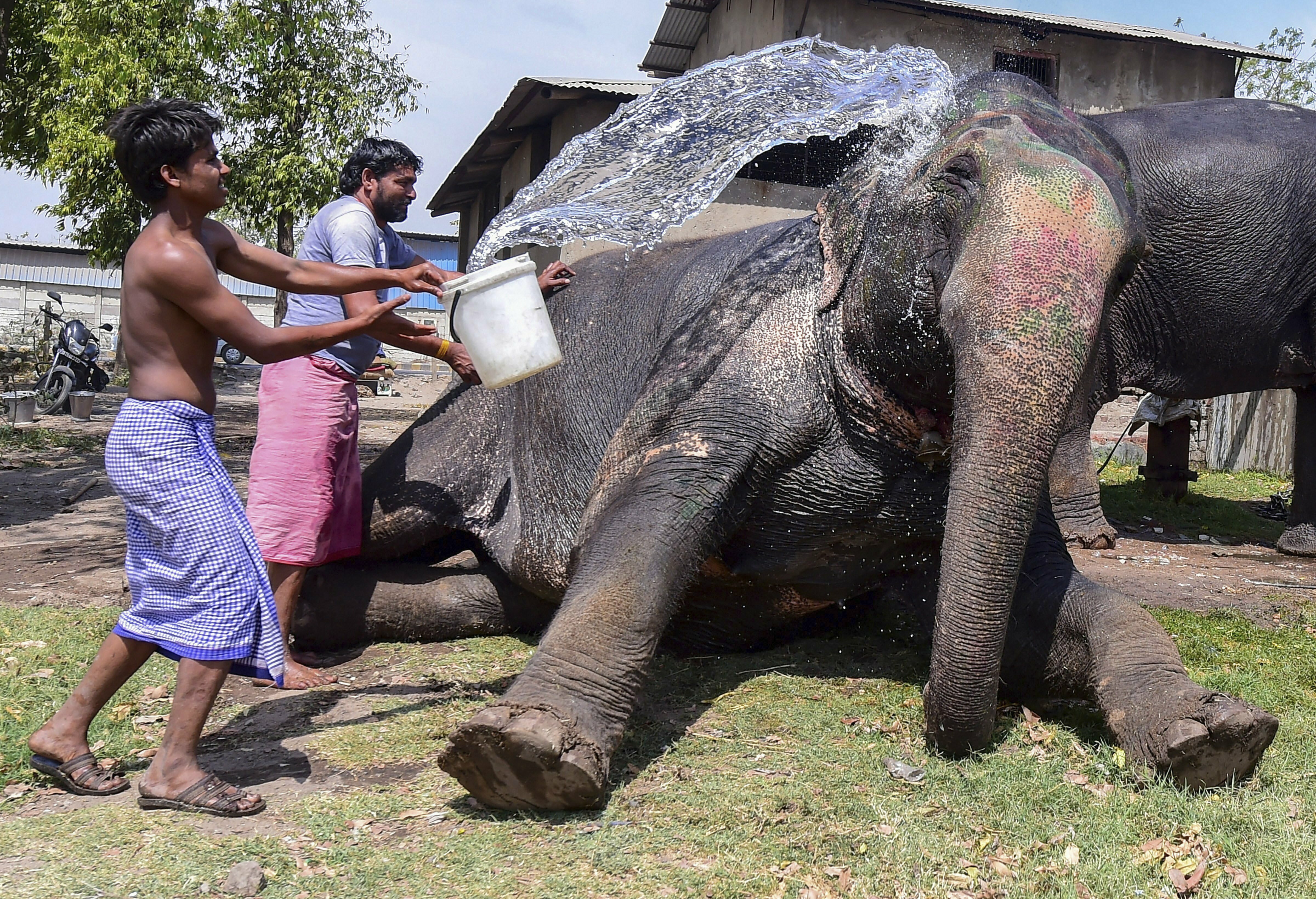 Workers give a bath to an elephant, in Ahmedabad - PTI
