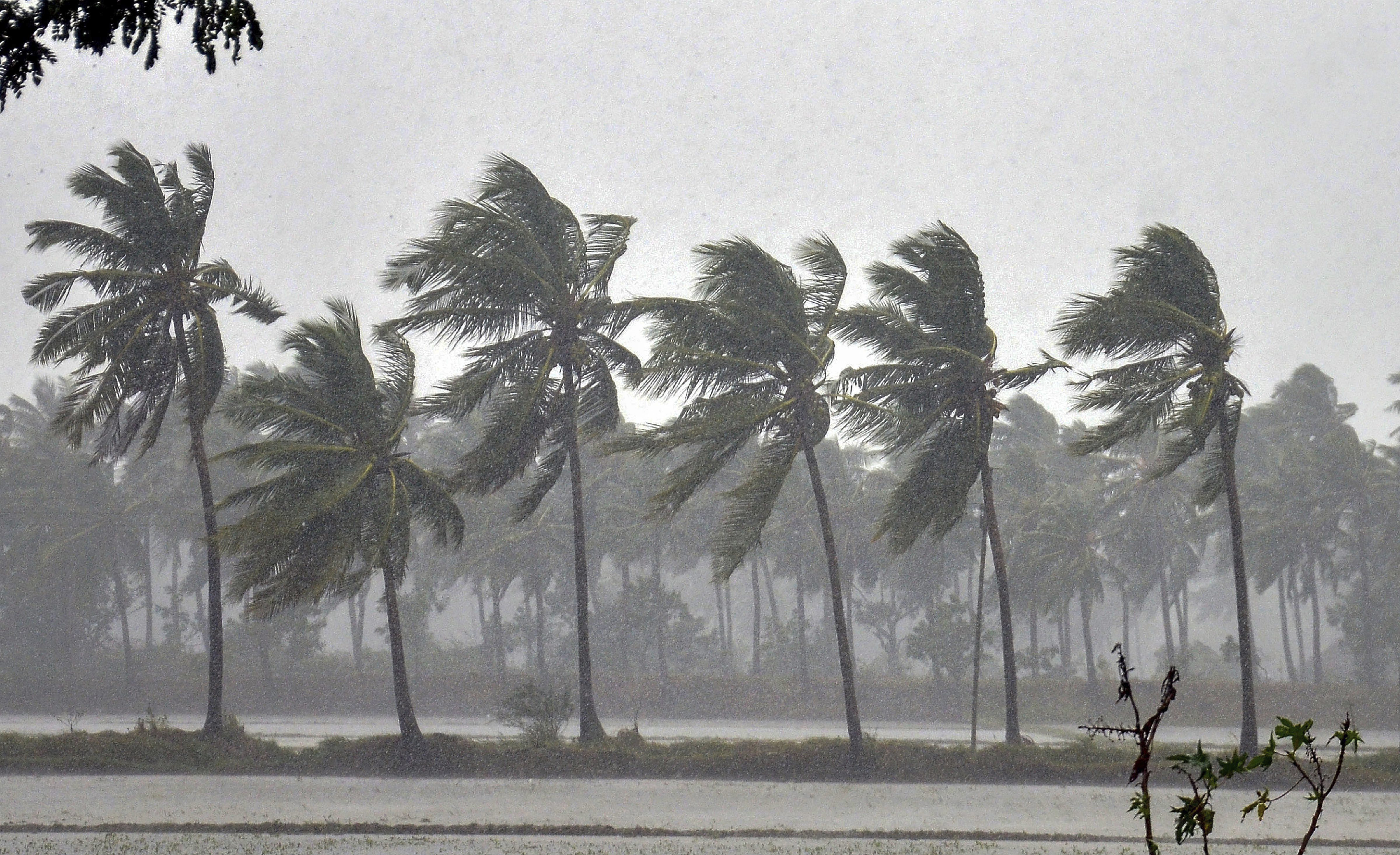 Trees face heavy winds as Cyclone Phethai barrels through coastal Andhra Pradesh, near Kakinada in East Godavari - PTI